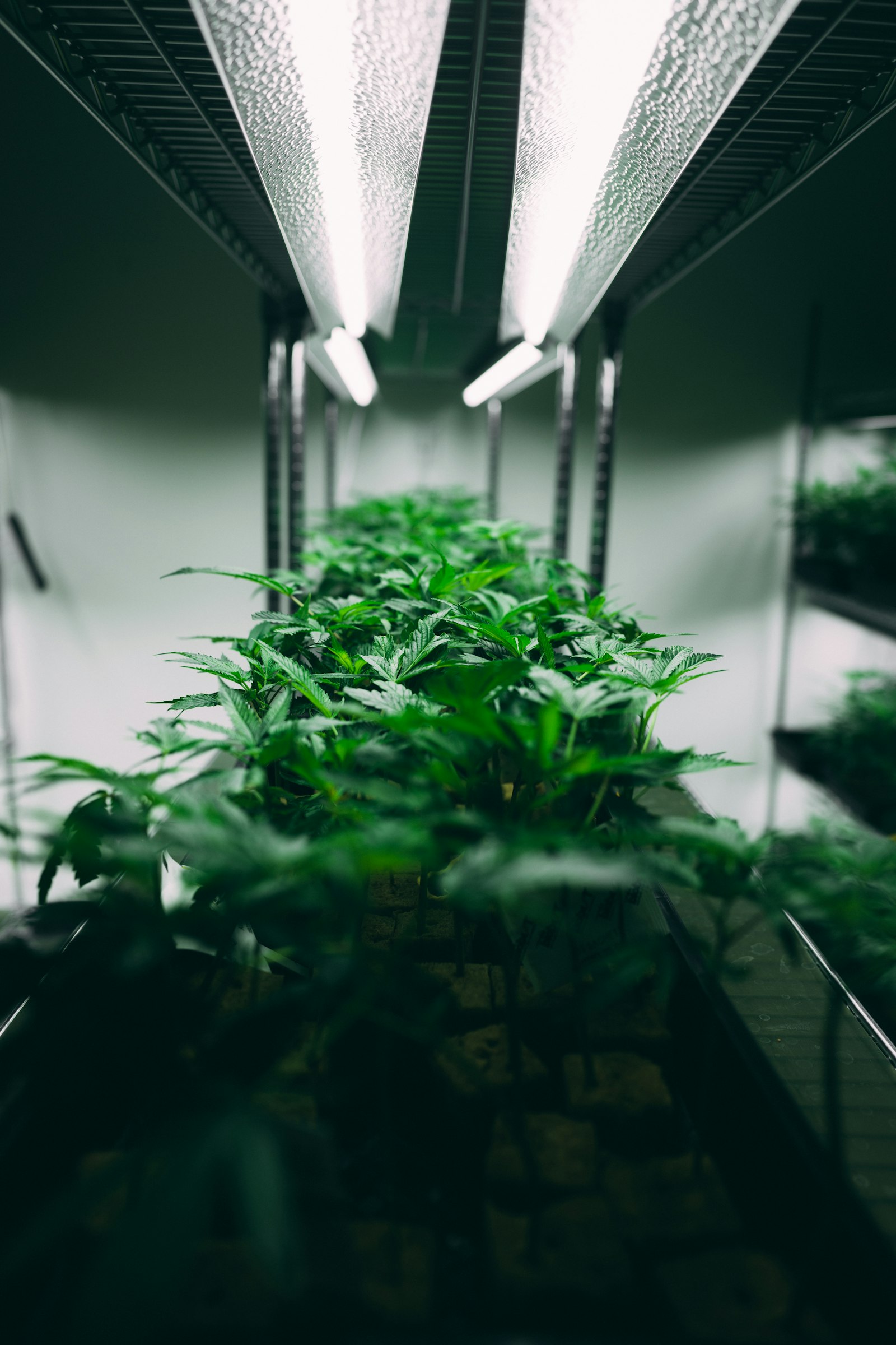 LED grow lighting: spectrum, PPFD and photoperiod