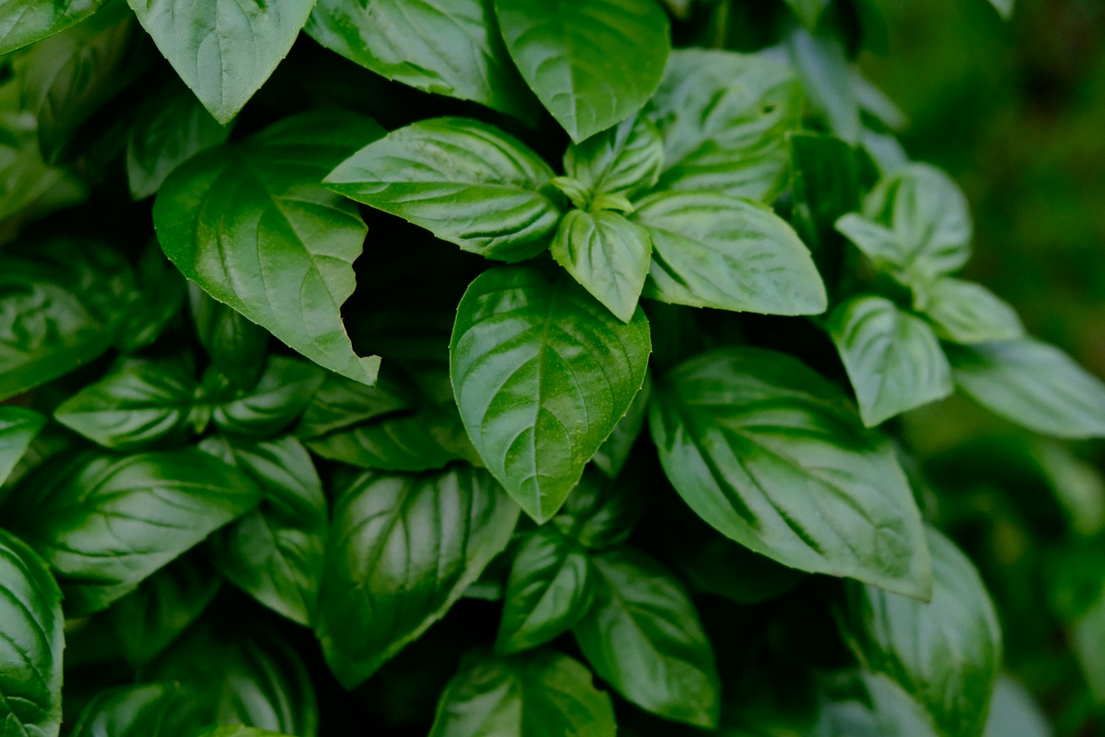 Pests and diseases in hydroponics (organic protection / IPM)