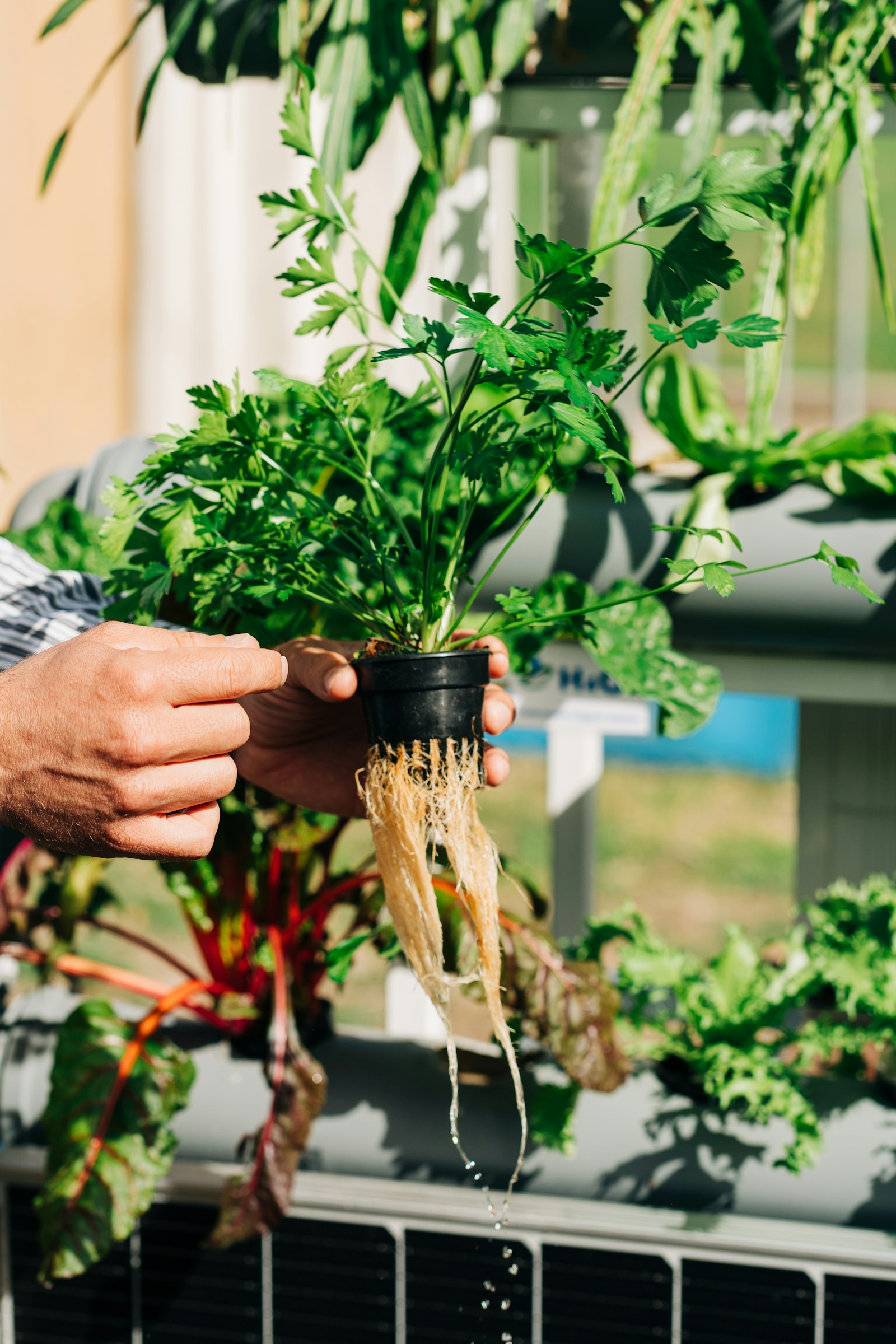 Water quality in hydroponics (chlorine, hardness, RO water)