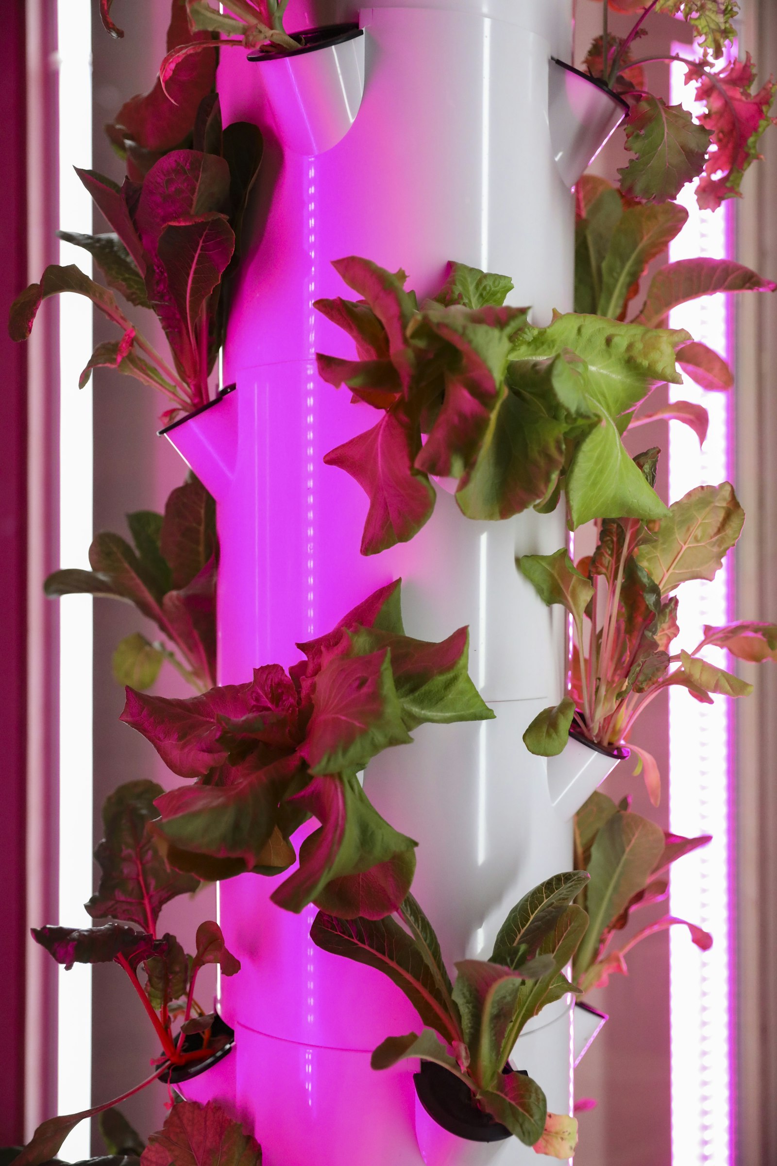 Growing salads and leafy greens in a tower