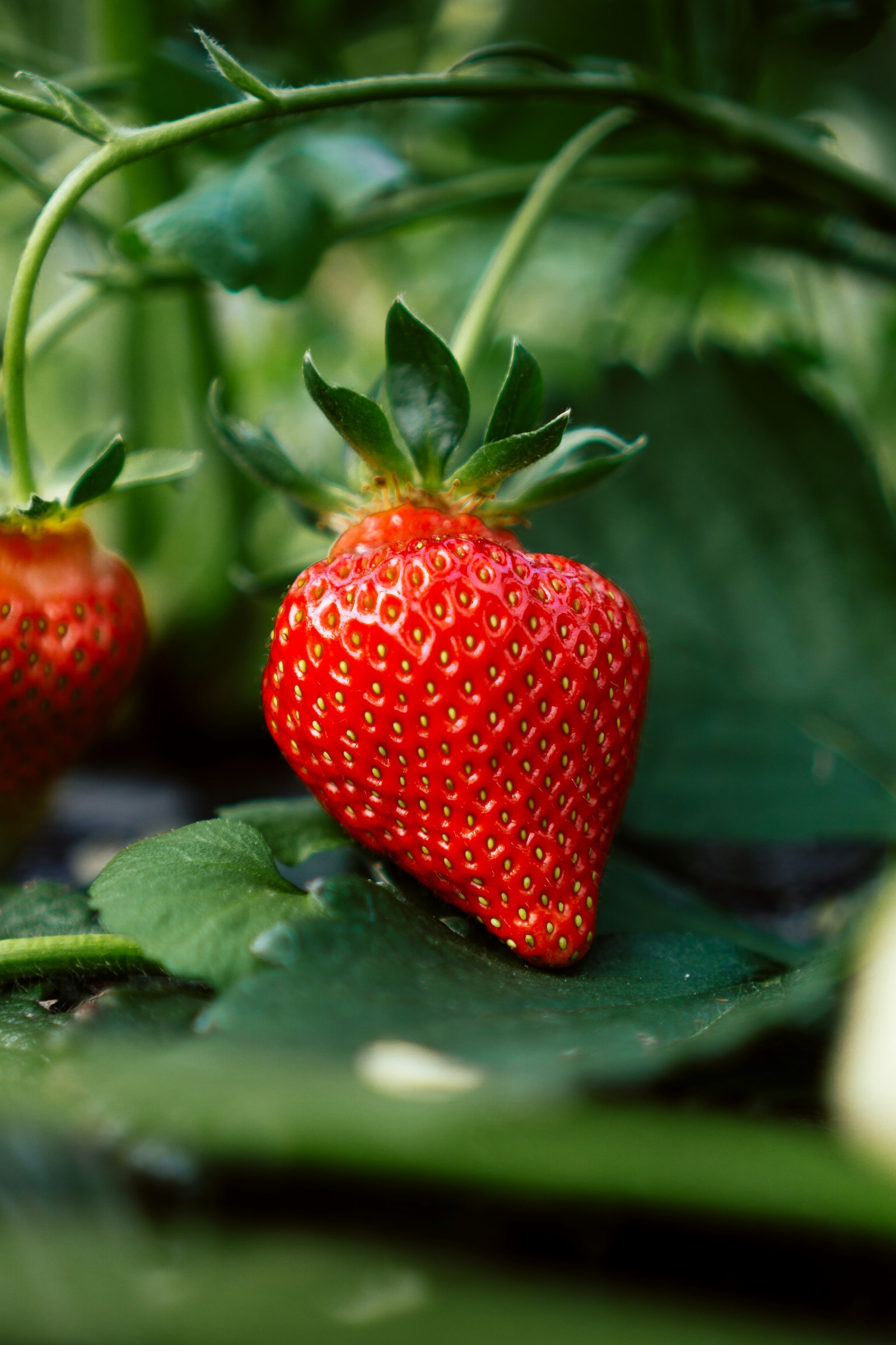 Strawberries and berries in a tower